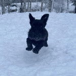 Un Scottish Terrier courant sur une surface enneigée 
