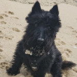 Un Scottish Terrier assis sur une surface sableuse et portant un harnais 