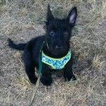 Un Scottish Terrier assis sur une surface herbacée et qui est tenu en laisse 
