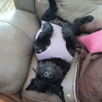 Photo Scottish Terrier