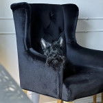 Un Scottish Terrier sur un fauteuil et semblant détendu 