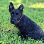 Un Scottish Terrier assis sur un terrain herbeux et portant un collier autour du cou