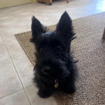 Un Scottish Terrier assis sur un tapis et portant un collier autour du cou