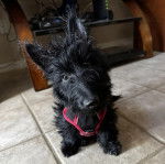Un Scottish Terrier assis sur un sol carrelé et portant un harnais  