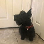Un Scottish Terrier assis sur un sol carrelé et portant un collier autour du cou