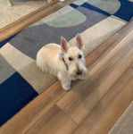 Un Scottish Terrier assis sur un tapis et portant un collier autour du cou