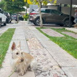 Un Scottish Terrier sur un trottoir et qui est tenu en laisse