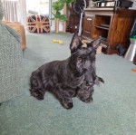 Un Scottish Terrier assis sur une moquette et semblant détendu 