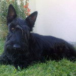 Angela - Scottish Terrier (4 mois)