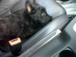 Amelia - Scottish Terrier (1 mois)