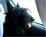 Mi Amor del fin del Mundo - Scottish Terrier (Autre)