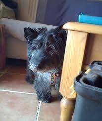 Terry - Scottish Terrier (14 ans)