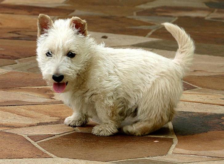 Twix - Scottish Terrier Mâle (4 mois)