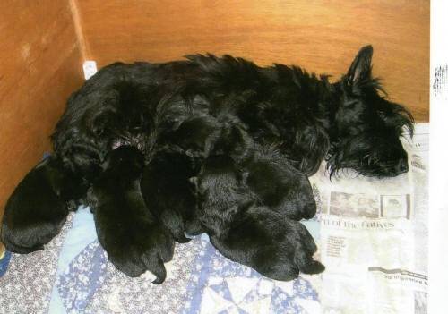 My Scottie With Puppies - Scottish Terrier