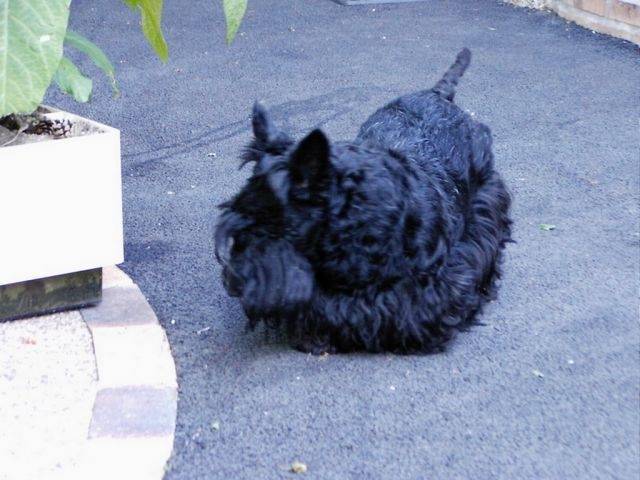 Blacky - Scottish Terrier Mâle (Autre)