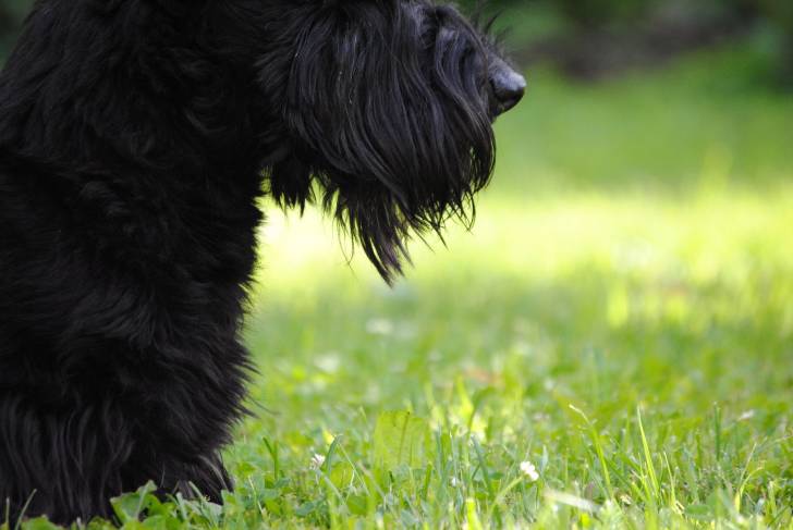 Vincent - Scottish Terrier Mâle (6 ans)