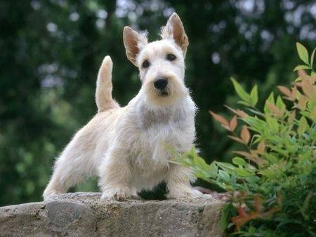 flocon - Scottish Terrier Mâle (1 an)