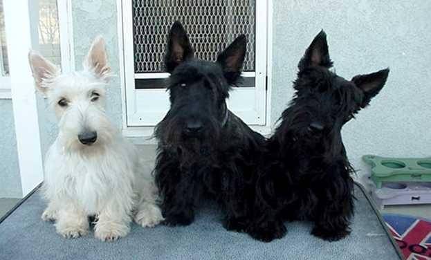 maélo, jack et blaky - Scottish Terrier Mâle