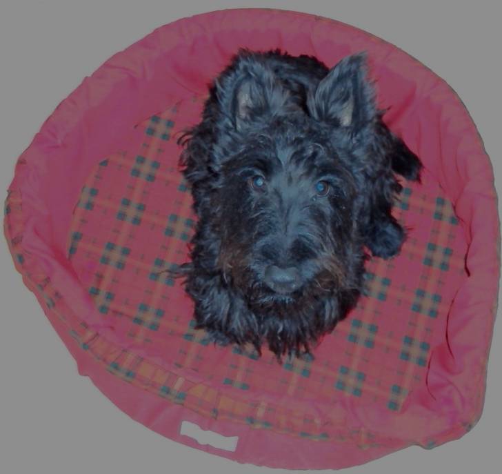 Ikki - Scottish Terrier Mâle (1 an)