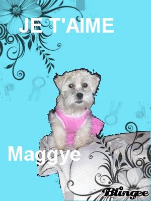 Maggie - Scottish Terrier (9 mois)