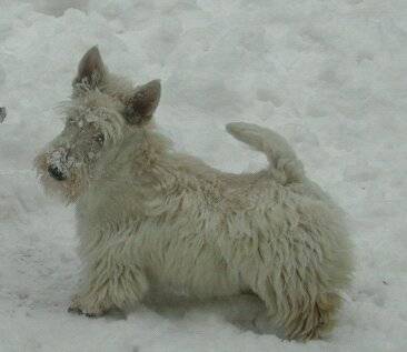 fostinette d'allier de glenderry - Scottish Terrier (2 ans)