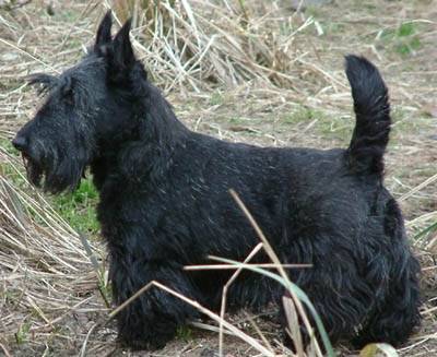 Merlin (merlinoute) - Scottish Terrier Mâle (Autre)