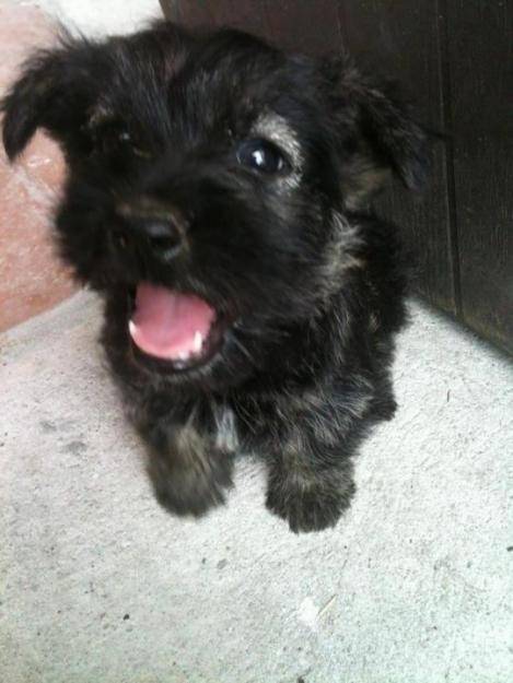 Mi nuevo perro 'Tom' - Scottish Terrier Mâle (4 mois)