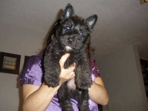 Tomy - Scottish Terrier Mâle (4 mois)
