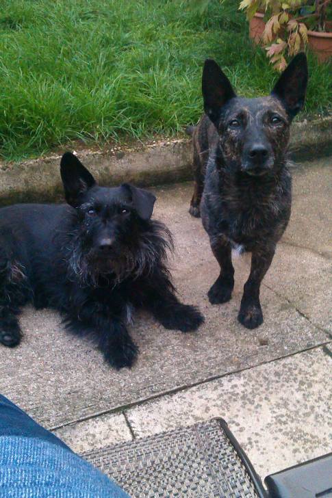 lola and sweep - Scottish Terrier (4 ans)