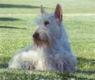 voltaire - Scottish Terrier Mâle (5 ans)