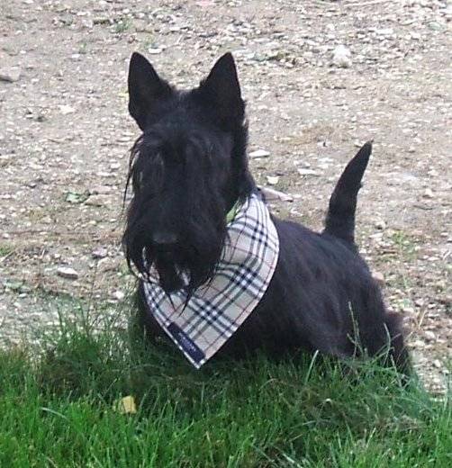 scottish terrier Automne de la foret de garsenland - Scottish Terrier
