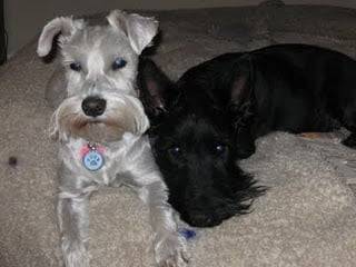 Sammy et Duke - Scottish Terrier Mâle