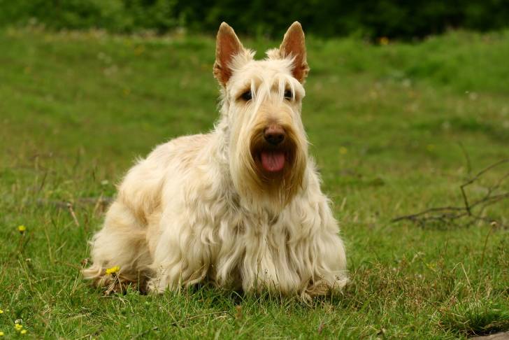 Photo Scottish Terrier