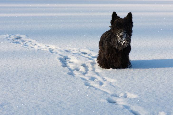 Photo Scottish Terrier