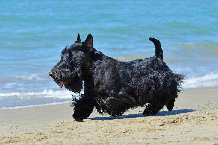 Un Scottish Terrier noir marche sur la plage
