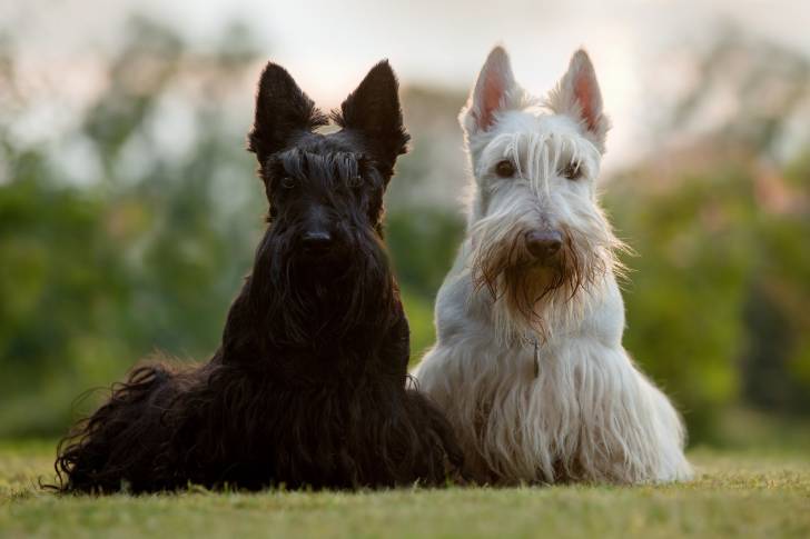 Un Scottish Terrier blanc et un Scottish Terrier noir assis côte à côte