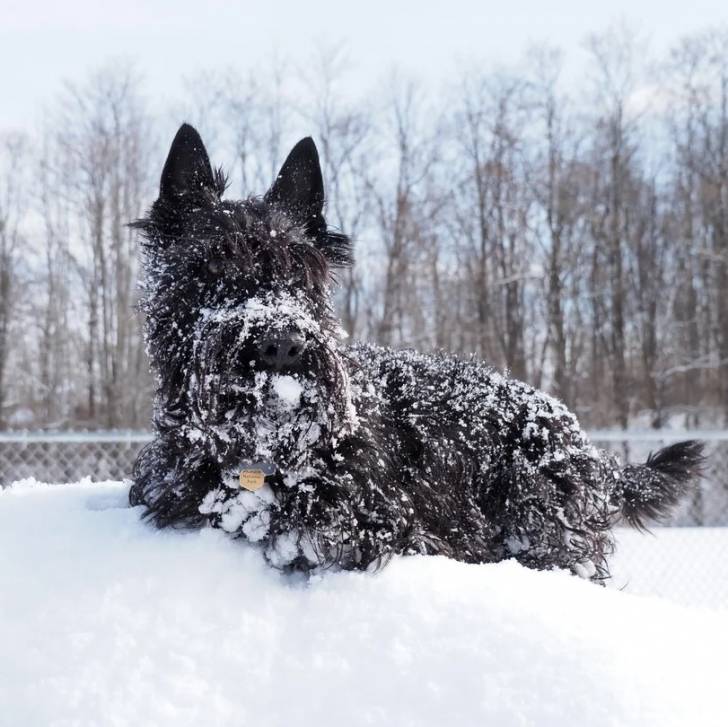 Un Scottish Terrier  allongé sur une surface enneigée