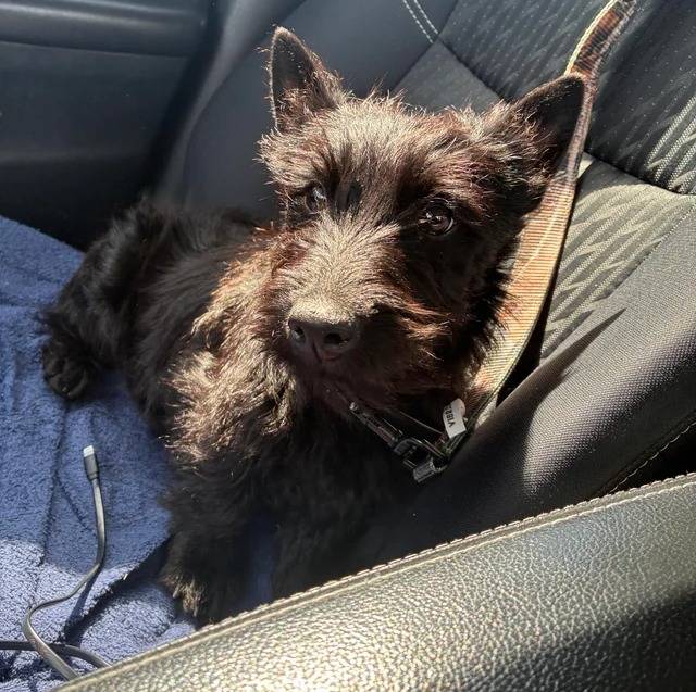 Un Scottish Terrier sur le siège d'une voiture et qui est tenu en laisse 