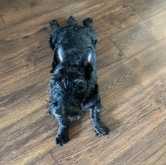 Un Scottish Terrier allongé sur un plancher et regardant vers la caméra