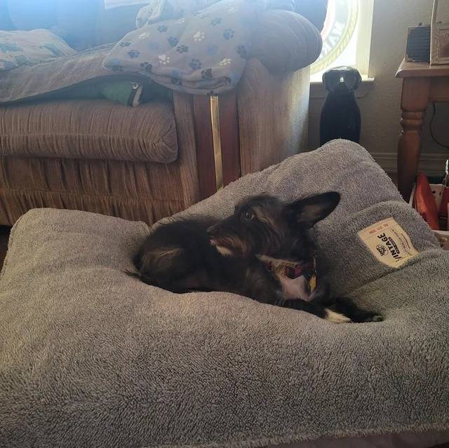 Un Scottish Terrier allongé sur un lit pour chien et portant un collier autour du cou