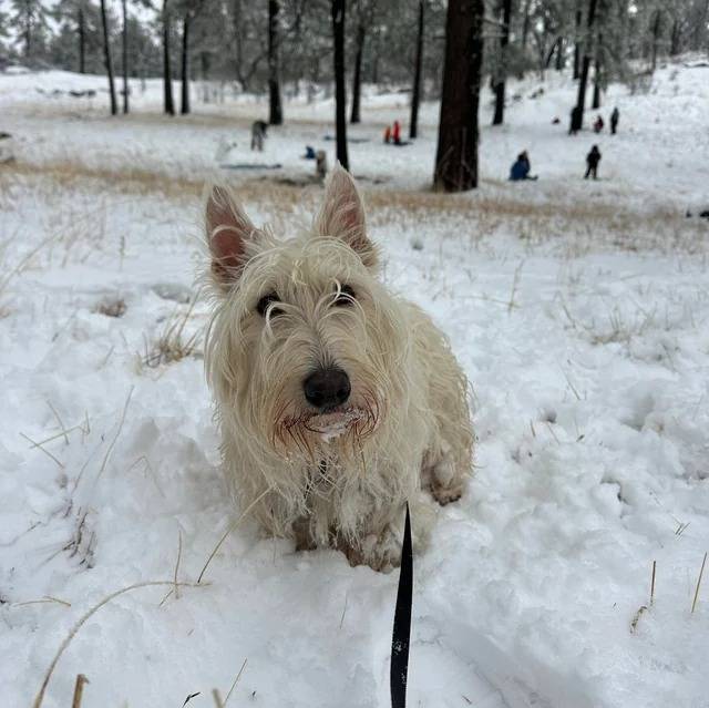 Un Scottish Terrier sur une surface enneigée et qui est tenu en laisse 