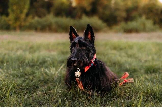 Un Scottish Terrier assis sur un terrain herbeux et qui est tenu en laisse 