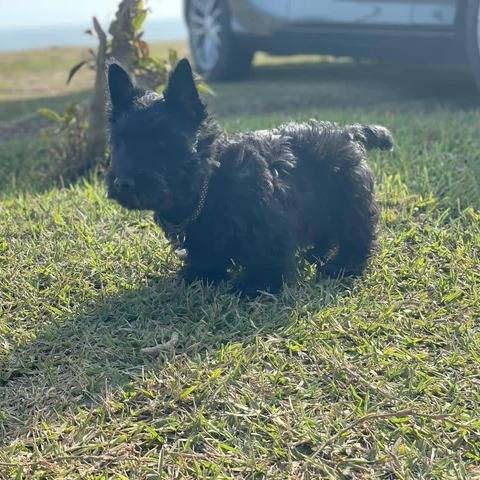 Un Scottish Terrier sur une surface herbacée et portant un collier autour du cou
