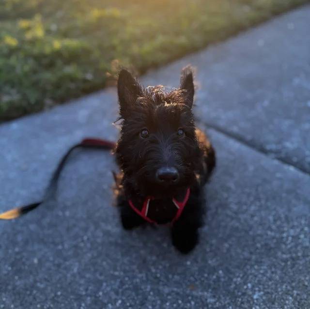 Un Scottish Terrier assis sur une surface bétonnée et qui est tenu en laisse 