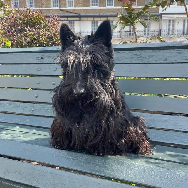 Un Scottish Terrier assis sur un banc en bois et regardant vers la caméra 