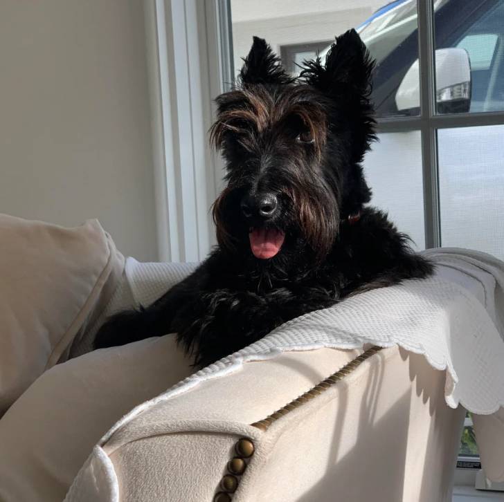 Un Scottish Terrier sur un canapé et tirant la langue 
