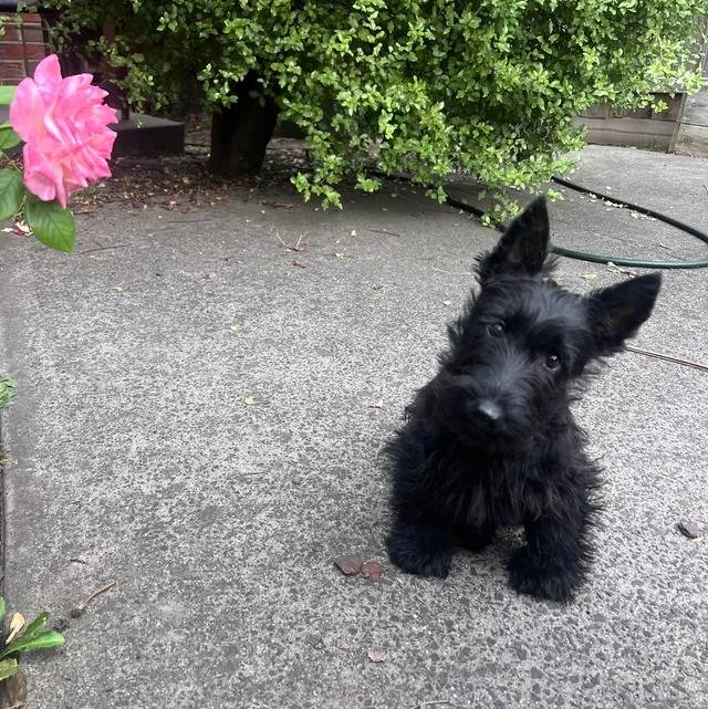 Un Scottish Terrier assis sur une surface bétonnée et regardant vers la caméra 