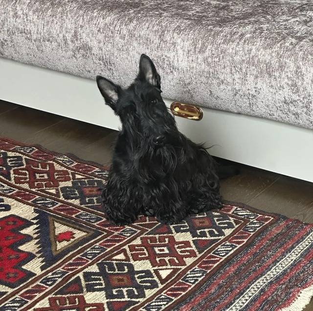 Un Scottish Terrier assis sur un tapis et regardant vers la caméra 