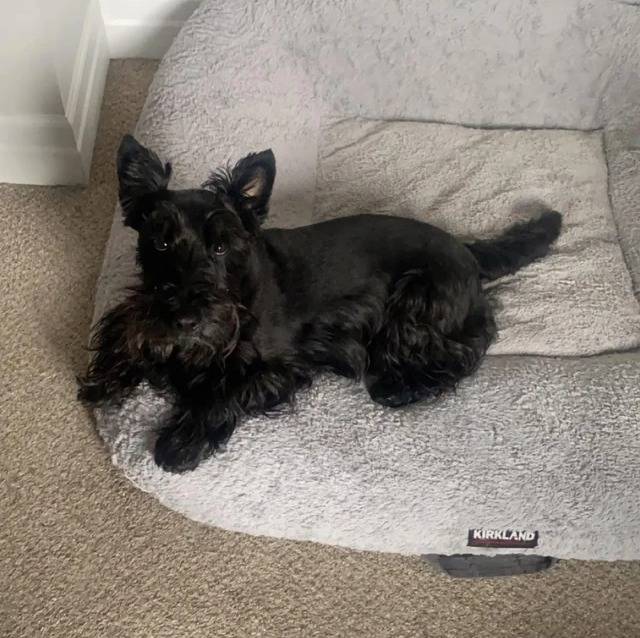 Un Scottish Terrier allongé dans un panier et  regardant vers la caméra