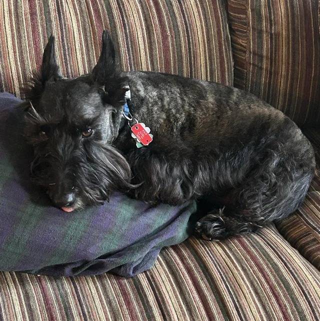 Un Scottish Terrier allongé sur un canapé et portant un collier autour du cou